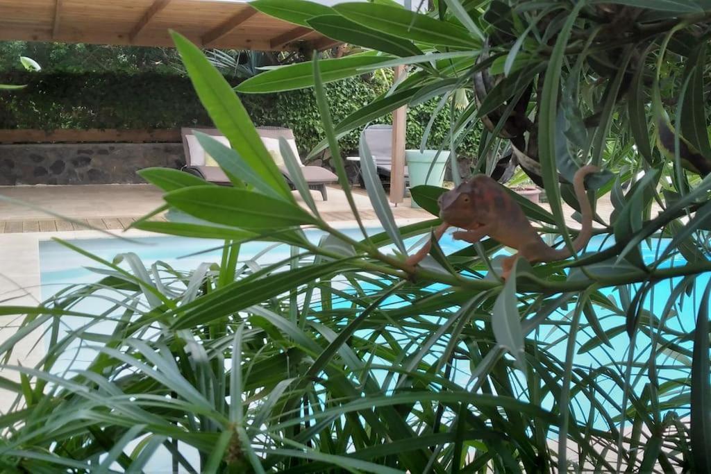 Villa Baies Roses سان لوي المظهر الخارجي الصورة
